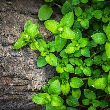 Vibrant green groundcover plants near tree bark