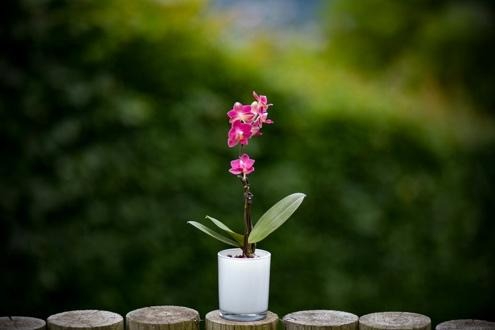 Pink orchid in small white pot outdoors