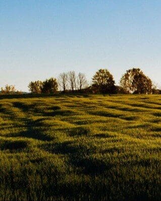 Sunlit grassy field with shadows and trees on the horizon.