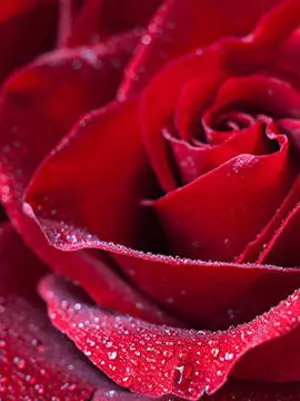 Close-up of a red rose with dew.