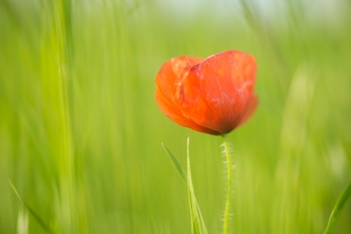 Red poppy flower in green field.