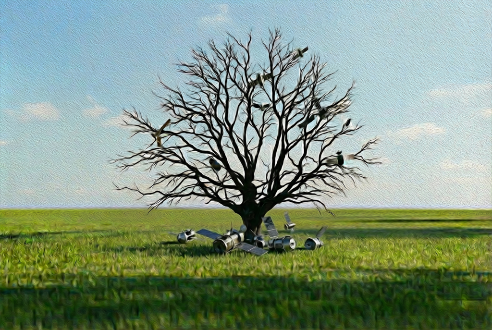 Leafless tree with cameras in open field.