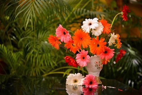 Vase of colorful gerbera daisies with reflection
