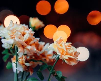 Peach roses with bokeh lights background