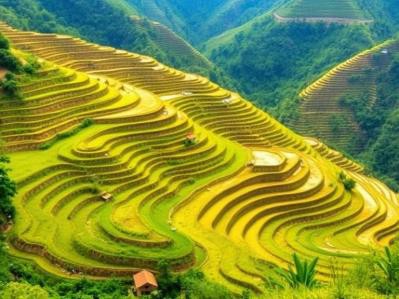 Lush terraced rice fields on green hills
