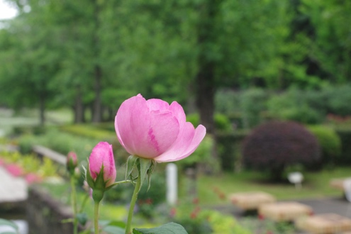 Pink rose blooming in a green garden.