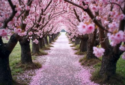 Path through pink cherry blossom tree tunnel