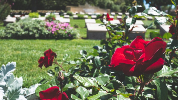 Red roses in a garden with tombstones.