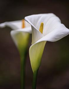 Two white calla lilies with yellow spadices