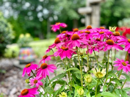 Pink flowers in a garden setting.