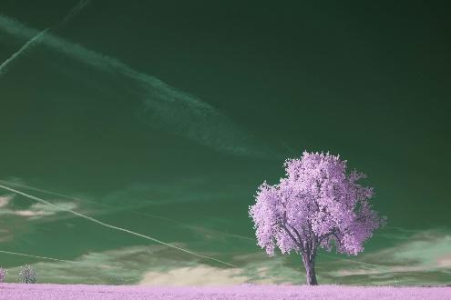 Lonely purple tree in surreal green landscape