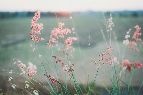 Soft focus pink grasses in meadow sunrise