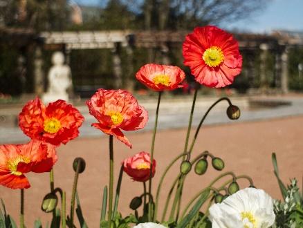 Red poppies in front of blurred garden statue