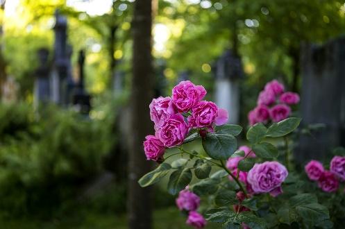 Pink roses blooming in shaded cemetery
