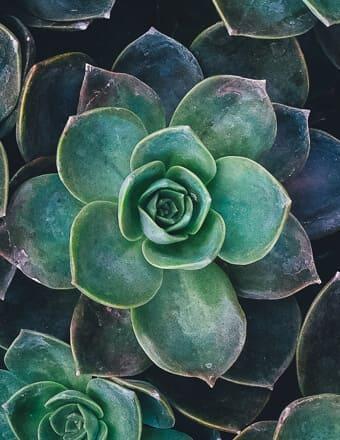 Top view of green succulent rosette plant