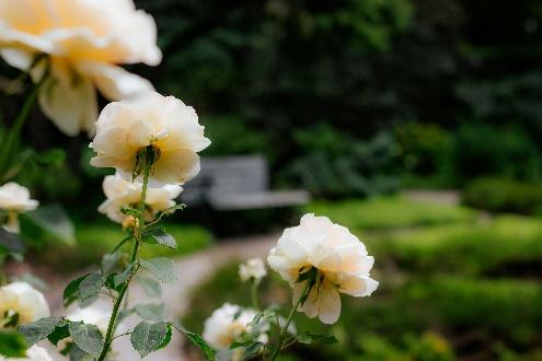 Cream roses blooming in a blurred garden
